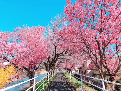 貢川遊歩道桜