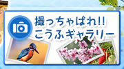 撮っちゃばれ!! こうふギャラリー