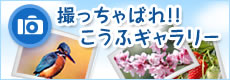 撮っちゃばれ!! こうふギャラリー