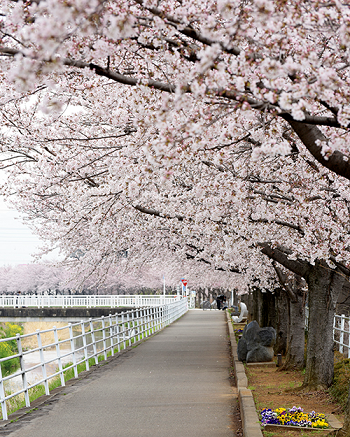 桜並木と彫刻