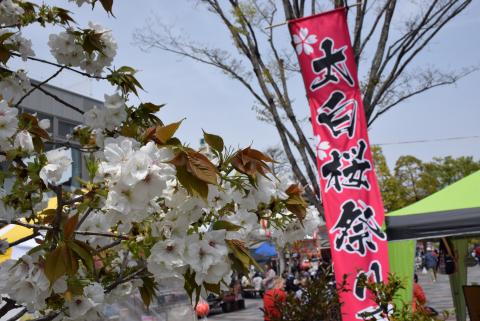 第5回太白桜祭り2