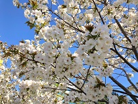 第9回太白桜祭りの写真2