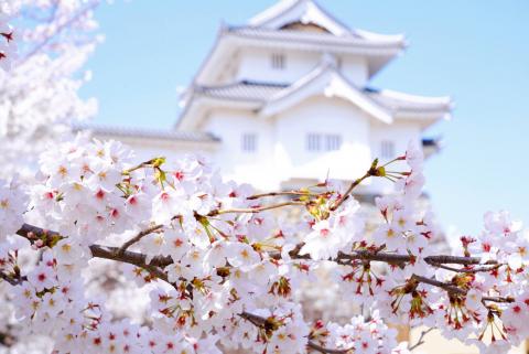 舞鶴城公園桜