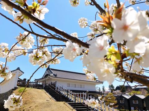 太白桜