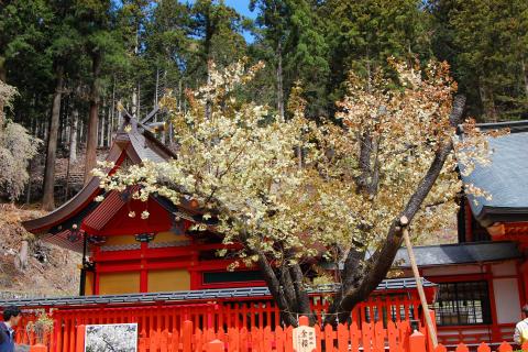 金櫻神社の鬱金桜