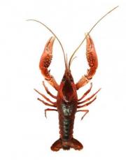 アメリカザリガニ