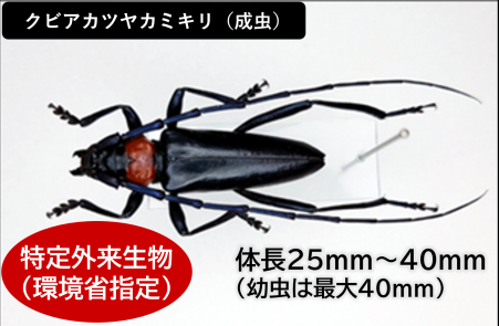 クビアカツヤカミキリ