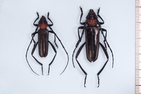クビアカツヤカミキリ 環境省提供