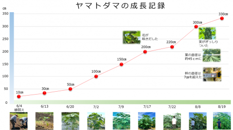 ヤマトダマの生育