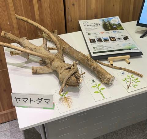 ヤマトダマ
