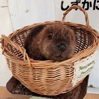 遊亀公園附属動物園直営ページ