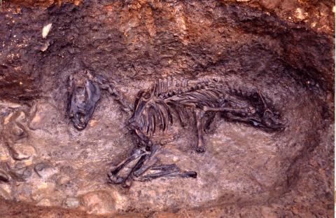 発見された馬の骨