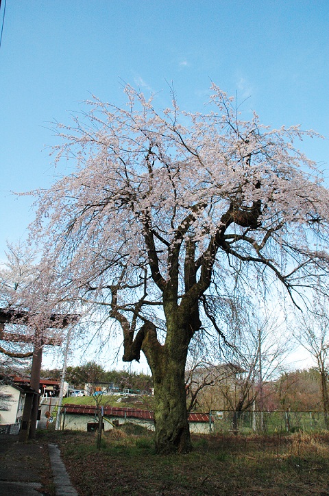 王子権現の大サクラ