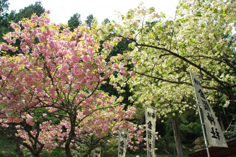 金櫻神社の桜