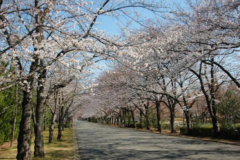 小瀬の桜