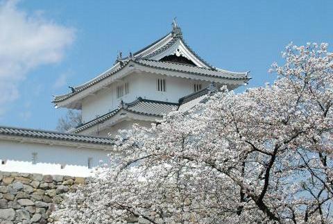 舞鶴城公園の桜