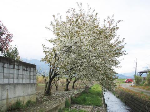 乙黒の桜