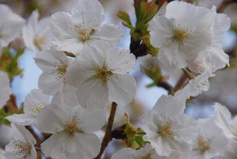 太白桜