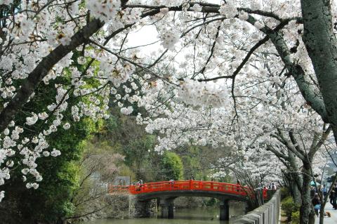 武田神社の桜