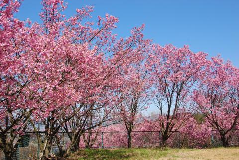 右左口の桜