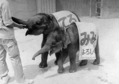 甲府市 市立動物園のゾウ てる