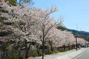 武田通りの桜