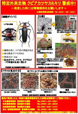 kubiakakeikai
