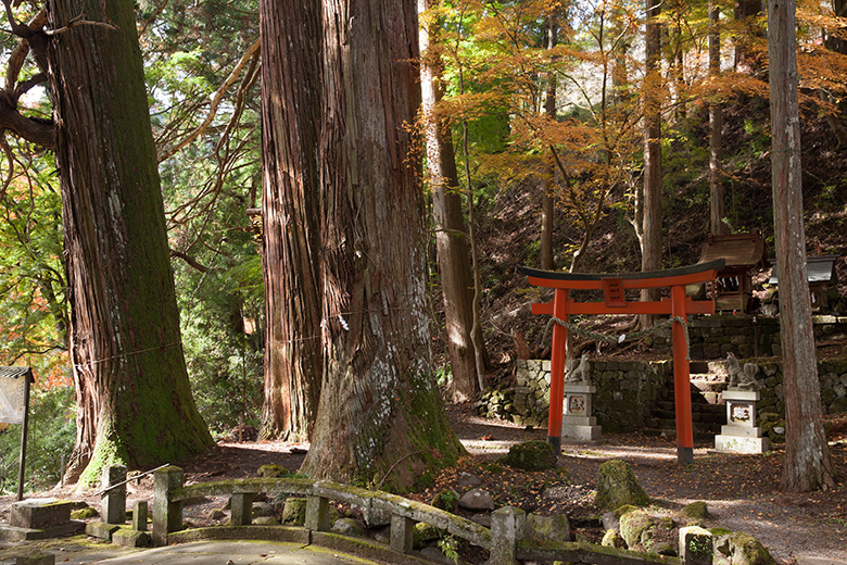 樹齢800年以上とされる杉の巨木