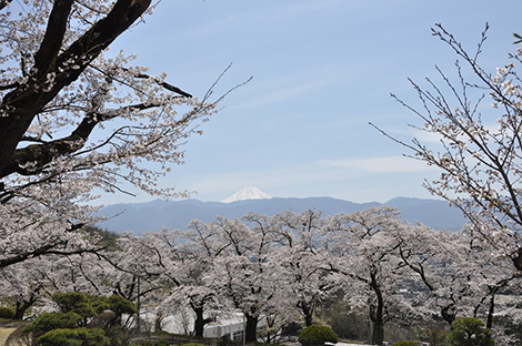 「中区（ちゅうく）配水場の桜」が絶景すぎる！