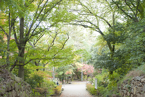 甲斐国の総鎮護、「武田神社」の森がすごい！