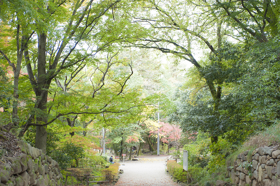 甲斐国の総鎮護、「武田神社」の森