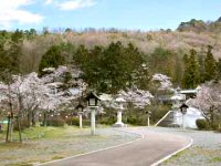 護国神社の桜の画像