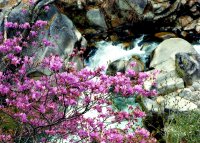 御岳昇仙峡のミツバツツジの画像