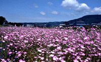 荒川河川敷のナデシコの画像