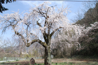 王子神社の桜の画像