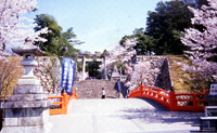 武田神社の桜の画像