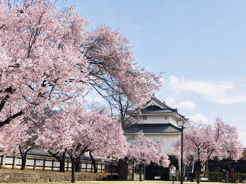 舞鶴城桜