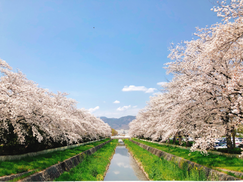 小瀬桜