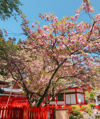 うこん桜