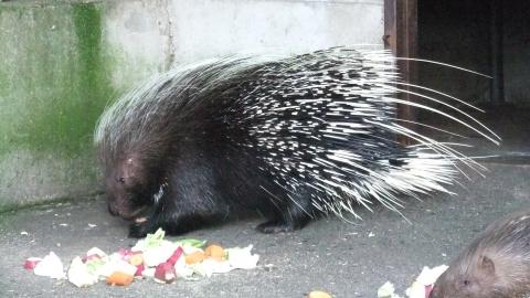 アフリカタテガミヤマアラシ