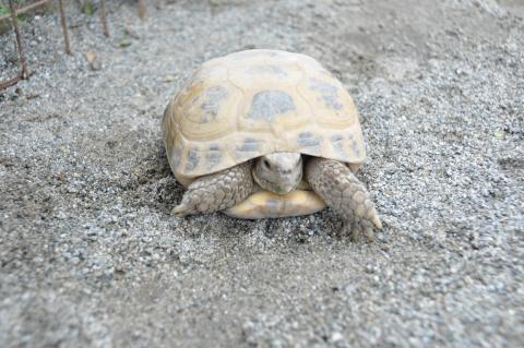 ホルスフィールドリクガメ