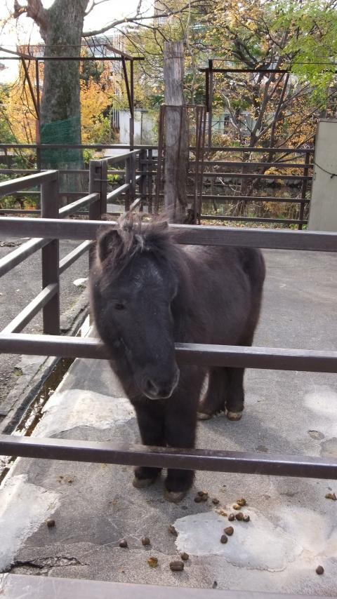 甲府市遊亀公園付属動物園 アメリカンミニチュアホース