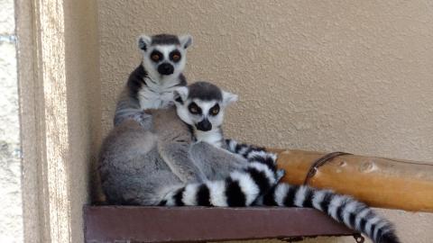 甲府市遊亀公園付属動物園 ワオキツネザル