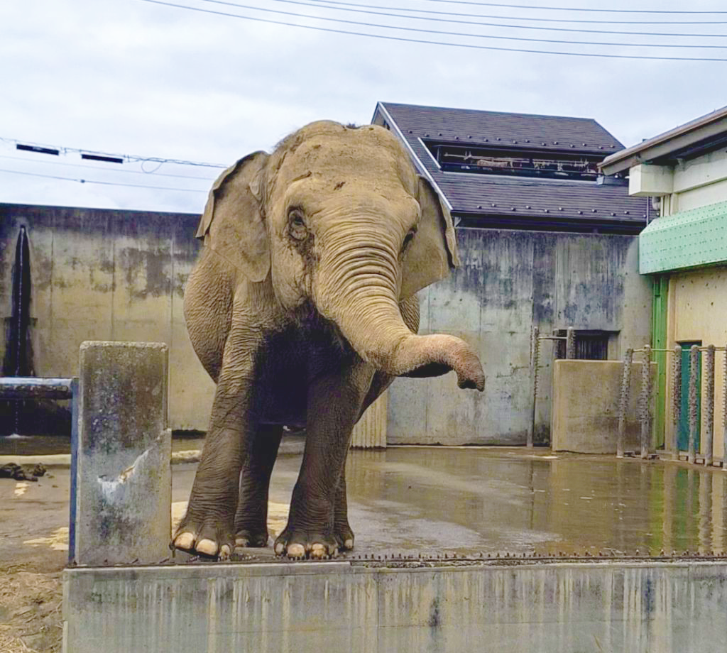 elephant