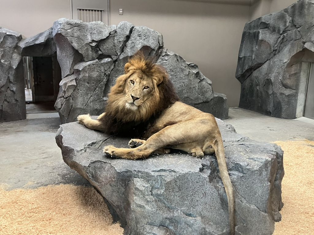 ライオン