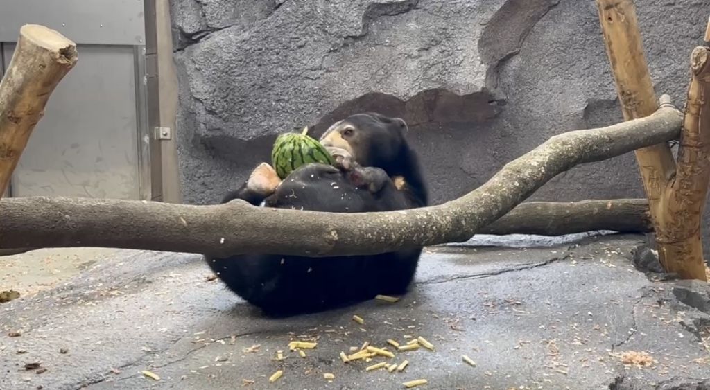 マレーグマ