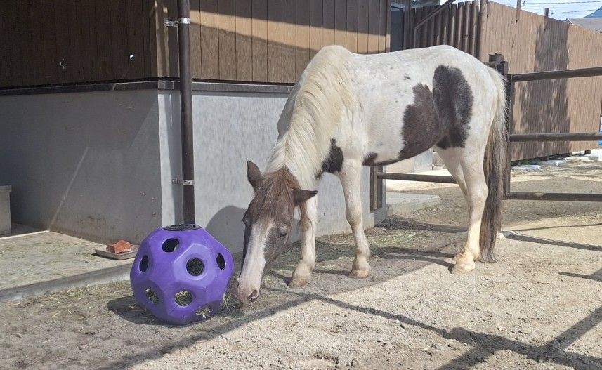 ポニーのシエル