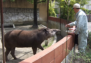 ブラジルバクのえさやり