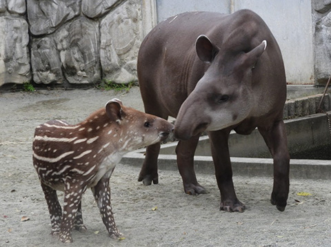 ブラジルバクのユウキとハナ