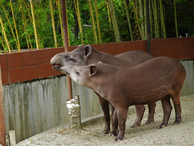 縞模様が消えてきたユウキ君（手前）